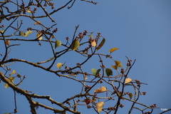 Ficus amplissima